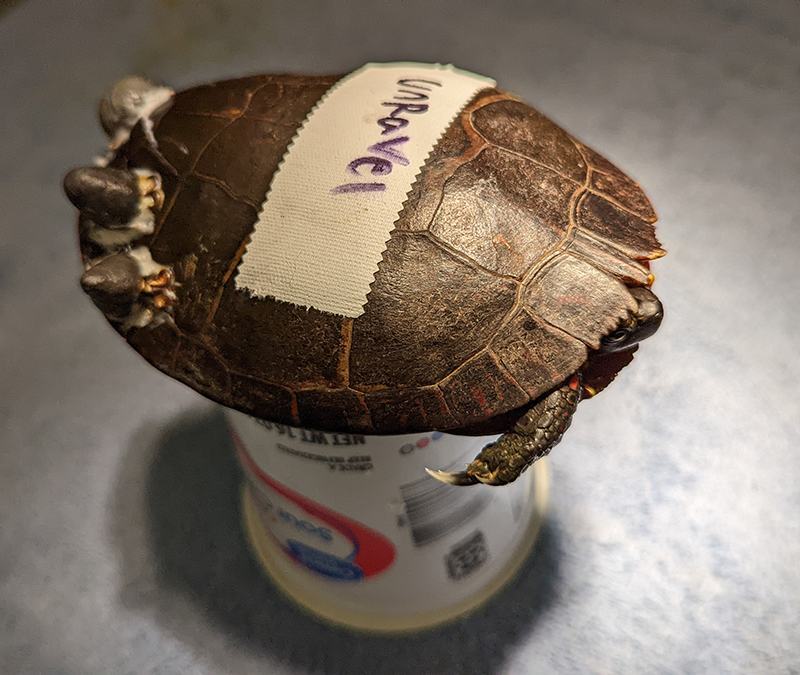 Small turtle perched on a yogurt cup, white tape on shell reads "unravel"