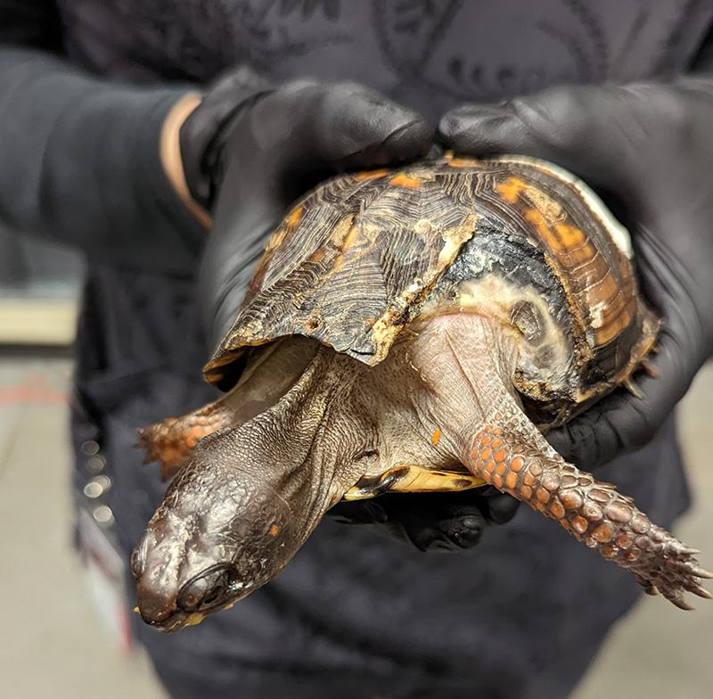 Gloved hands holding a box turtle with cracked shell, head and leg extended.