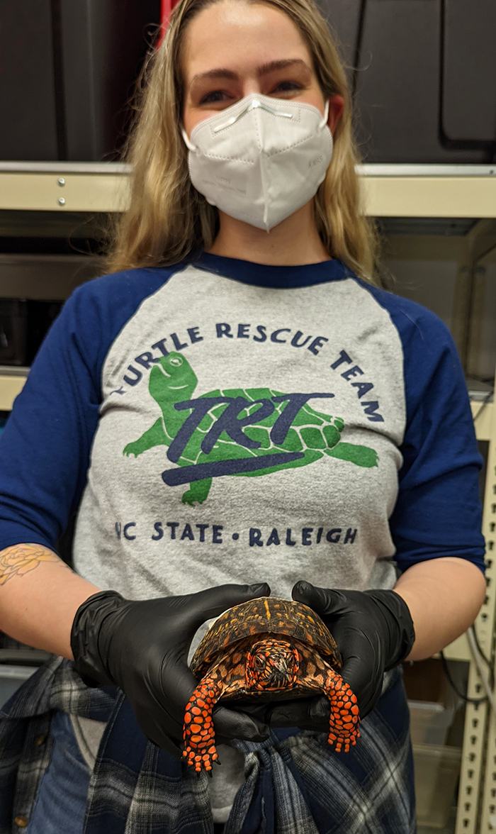Person wearing mask and "TURTLE RESCUE TEAM NC STATE" shirt holds a turtle with black gloves.