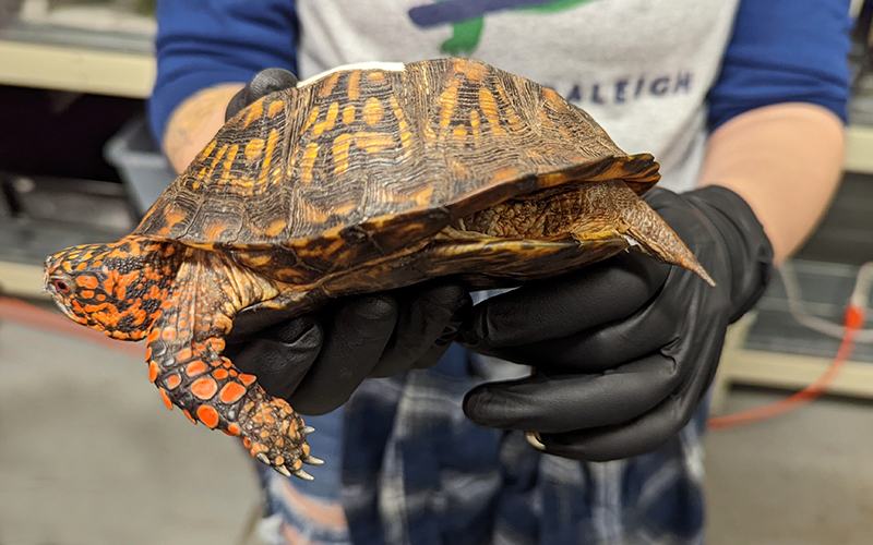 Gloved hands holding a turtle with orange-patterned shell and limbs