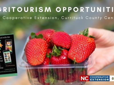 basket of strawberries advertising Agri tourism opportunity