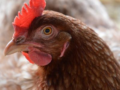 Brown hen head close-up showing red comb, wattle, eye, and beak.