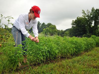 Liz Bowen tends to basil being grown on the Agroecology Education Farm during a volunteer work day.