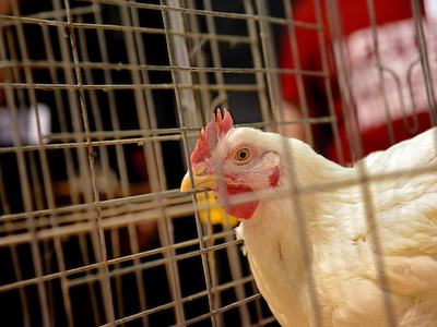 White chicken standing inside a wire cage, head turned to the right