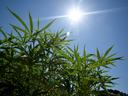 sun shining on hemp leaves