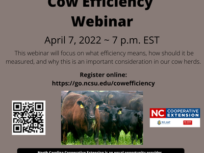 Cow Efficiency Webinar — April 7, 2022, 7 p.m. EST; black cows pictured and registration link
