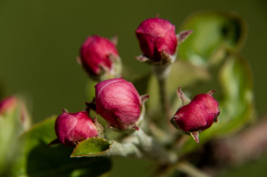 Apple flowers