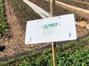 White "TRÉCÉ Incorporated" pheromone trap sign hanging on a wooden stake in crop rows