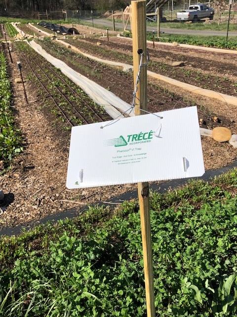 White "TRÉCÉ Incorporated" pheromone trap sign hanging on a wooden stake in crop rows