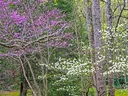 redbuds and dogwoods