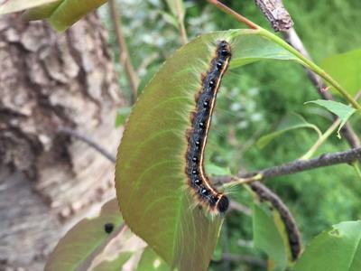 Hairy black-and-orange caterpillar crawling along the edge of a green leaf