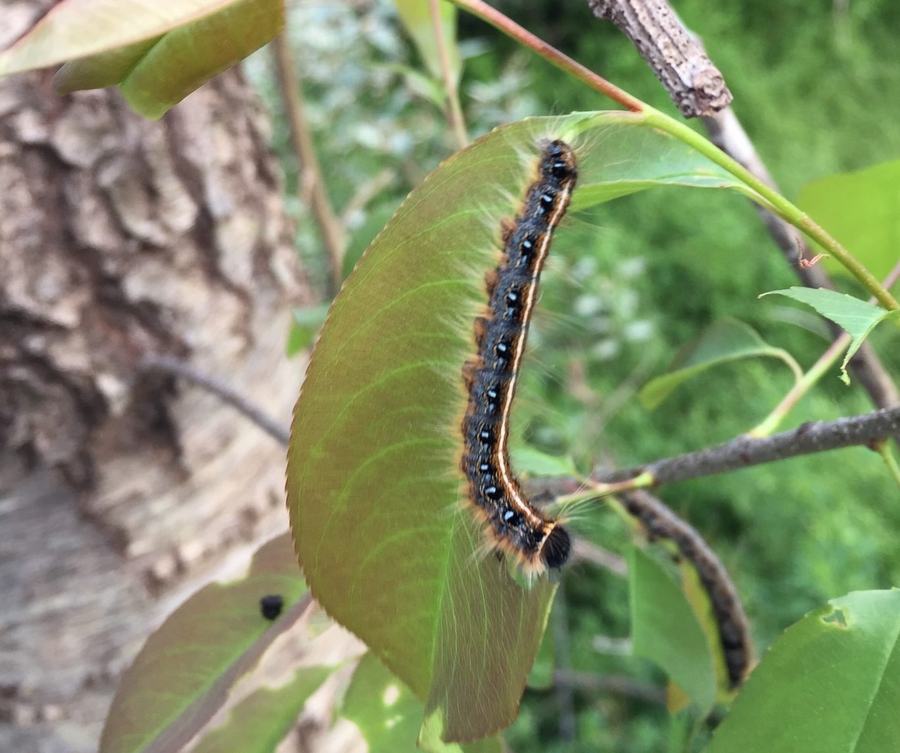 Hairy black-and-orange caterpillar crawling along the edge of a green leaf