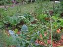 Tomato plant with curled, fuzzy leaves in a garden bed