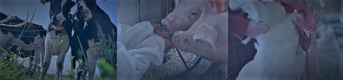 cattle, hogs and poultry banner