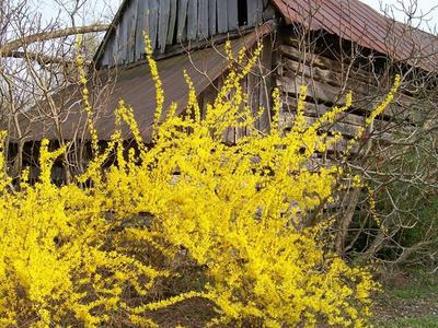 Forsythia