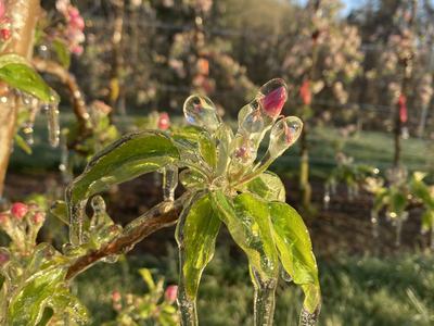 Apple tree buds and leaves coated in ice with icicles hanging from branches