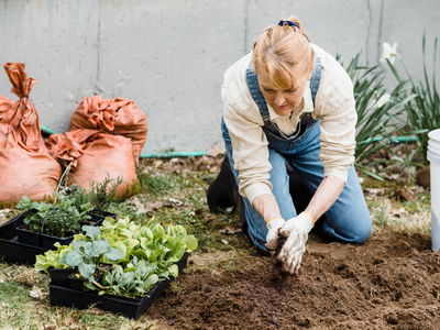 Gardening, Gardening Questions, How to Garden, North Carolina Gardens, Gardening in the Home,