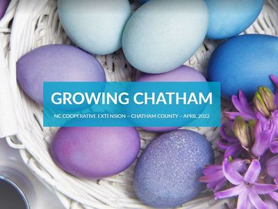 White basket with blue and purple dyed eggs and purple flowers; text "GROWING CHATHAM"