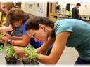Students leaning over a lab table examining and tending potted seedlings