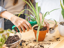 Fertilizing House Plants, How to Fertilize House Plants, Fertilizing, Home Plant Care, How to Take Care of Plants in the Home, Plants Near Me,
