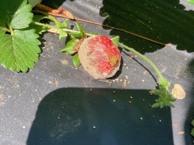 Partially mold-covered ripe strawberry on black plastic mulch beneath leaves