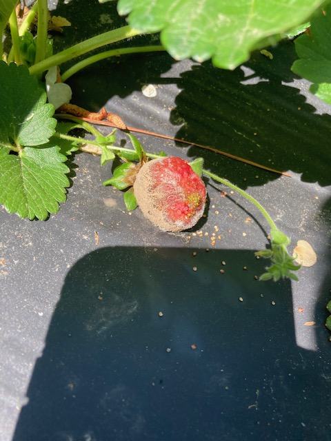 Partially mold-covered ripe strawberry on black plastic mulch beneath leaves