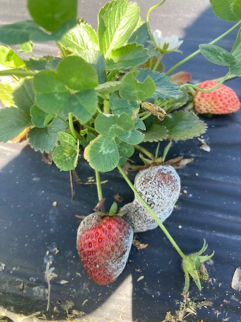 Strawberry plant with two strawberries covered in white fuzzy mold