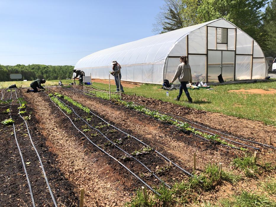 Three people tending garden rows with drip irrigation beside white hoop greenhouse