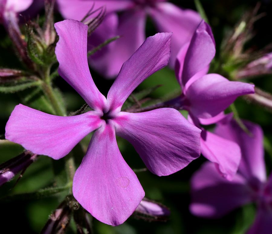 Five-petaled pink phlox flower, close-up with green blurred background