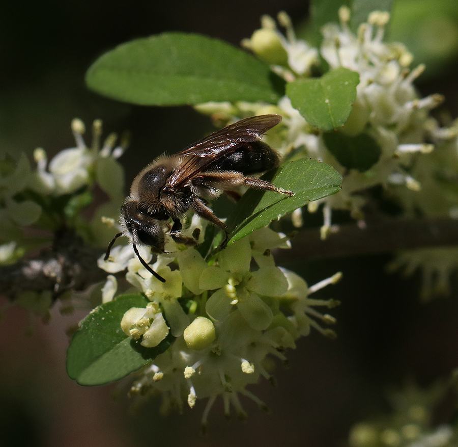 Solitary bee feeding on white clustered flowers while perched on a green leaf