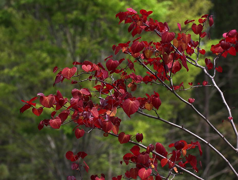 Branch with red, heart-shaped leaves against a green forest background
