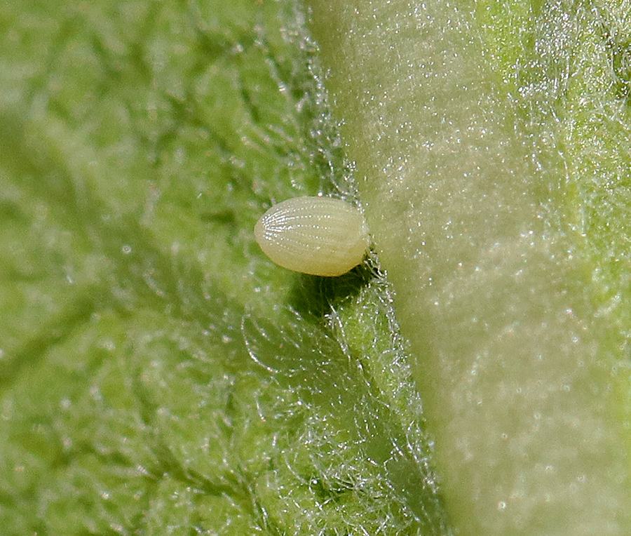 Small pale oval insect egg attached to hairy green leaf surface