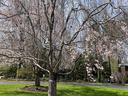 weeping cherry trees