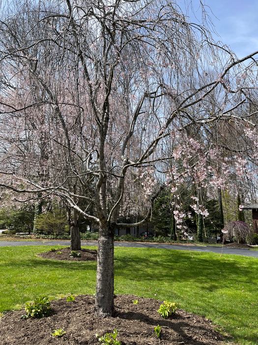 weeping cherry trees