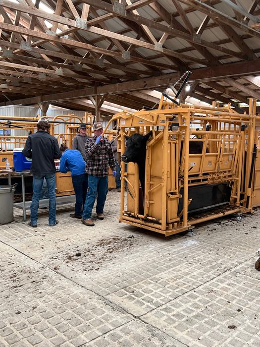 working cattle