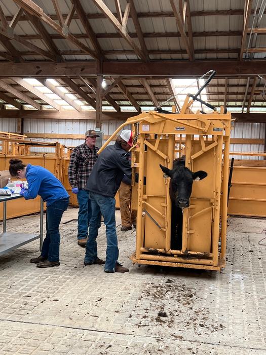 working cattle