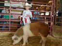 Youth showing pig