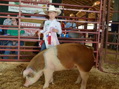 Youth showing pig