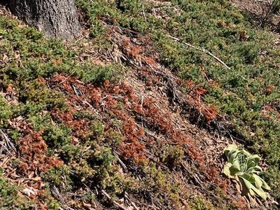 junipers on a hill