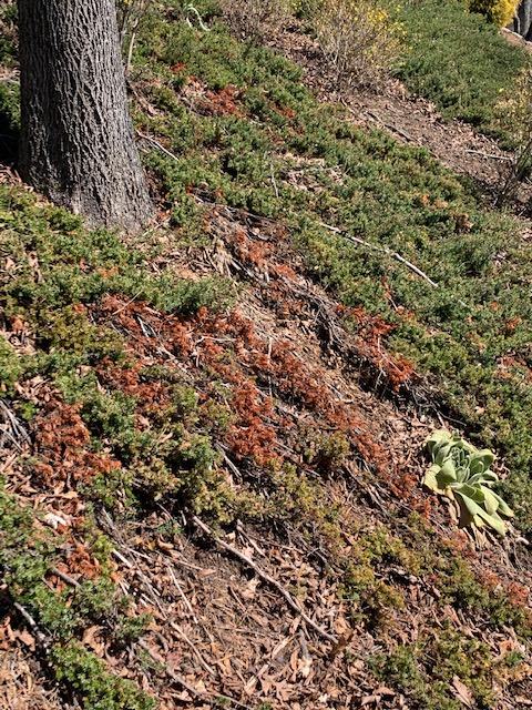 junipers on a hill