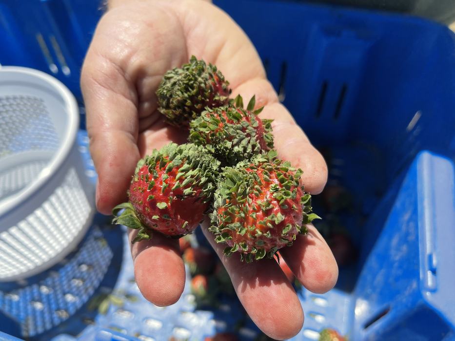 Hand holding four green-topped red strawberries over a blue plastic crate