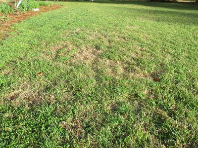 Green lawn with a central patch of dry brown grass