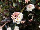 Cluster of small white and pink flowers on a shrub with dark purple leaves