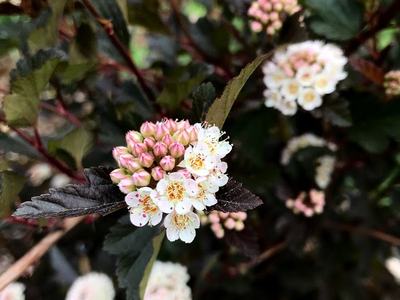 Cluster of small white and pink flowers on a shrub with dark purple leaves