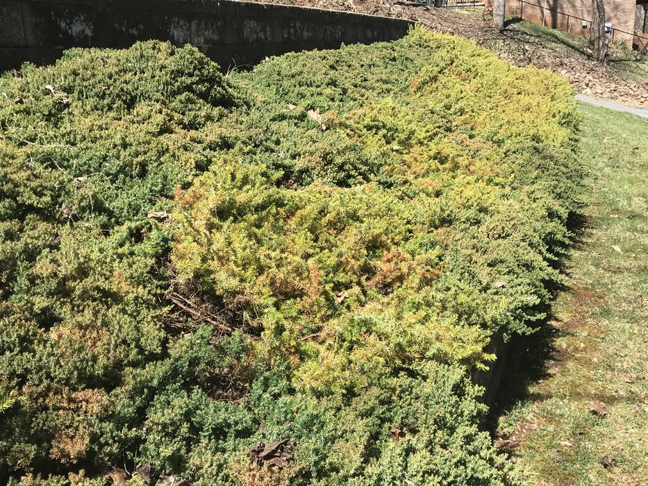 old junipers