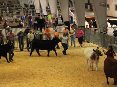 A group of children show cattle in an arena.