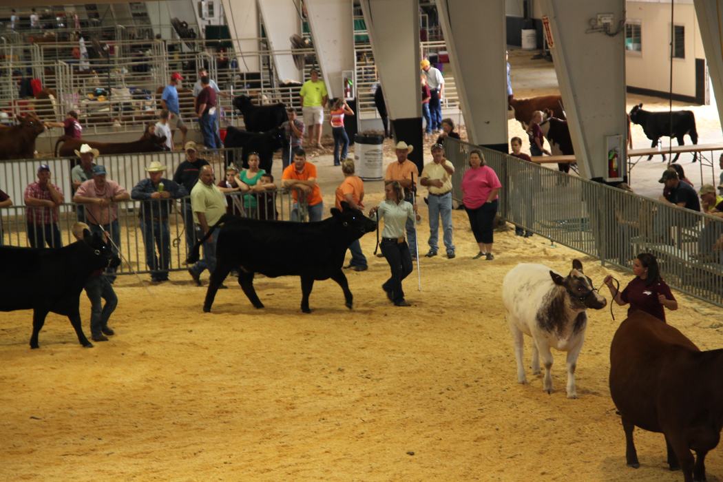 A group of children show cattle in an arena.