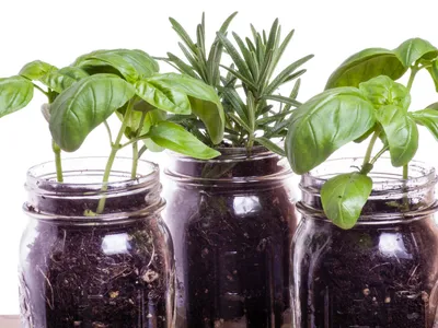 How to Grow Herbs at Home, Growing Herbs, Herbs, Homesteading, Union County, North Carolina, Living in NC