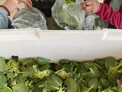 Hands packing fresh mixed salad greens into plastic bags at a market table
