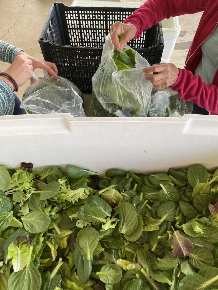 Hands packing fresh mixed salad greens into plastic bags at a market table